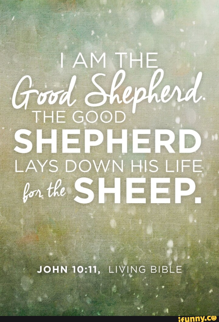 LAM THE HE GOOD SHEPHERD LAYS DOWN HIS LIFE SHEEP. JOHN LIVING BIBLE ...