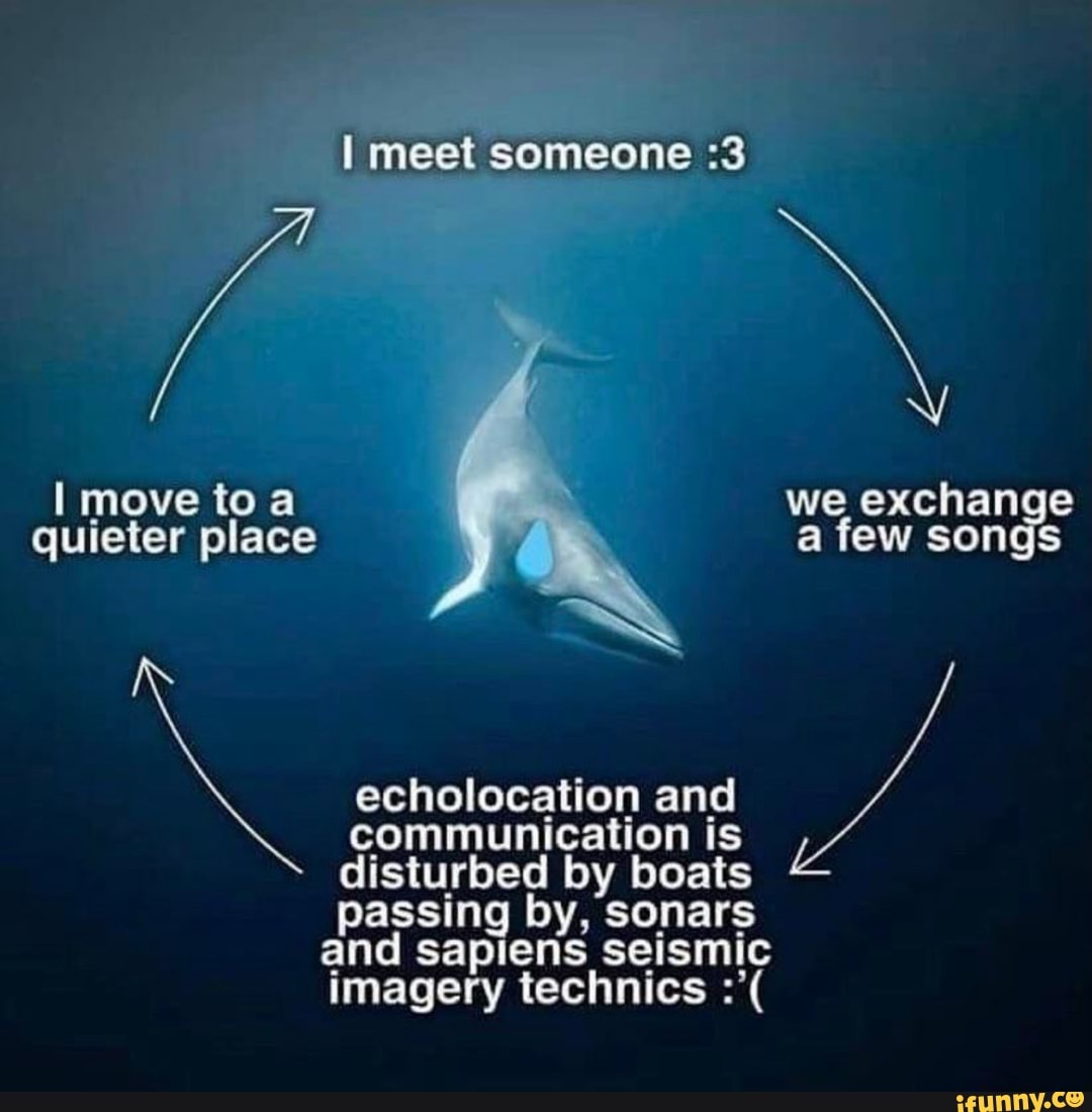 Someone 3. Echolocation of Sea creatures. Echolocation. Echolocation meme.