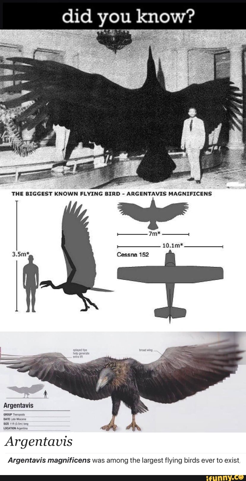 largest flying bird