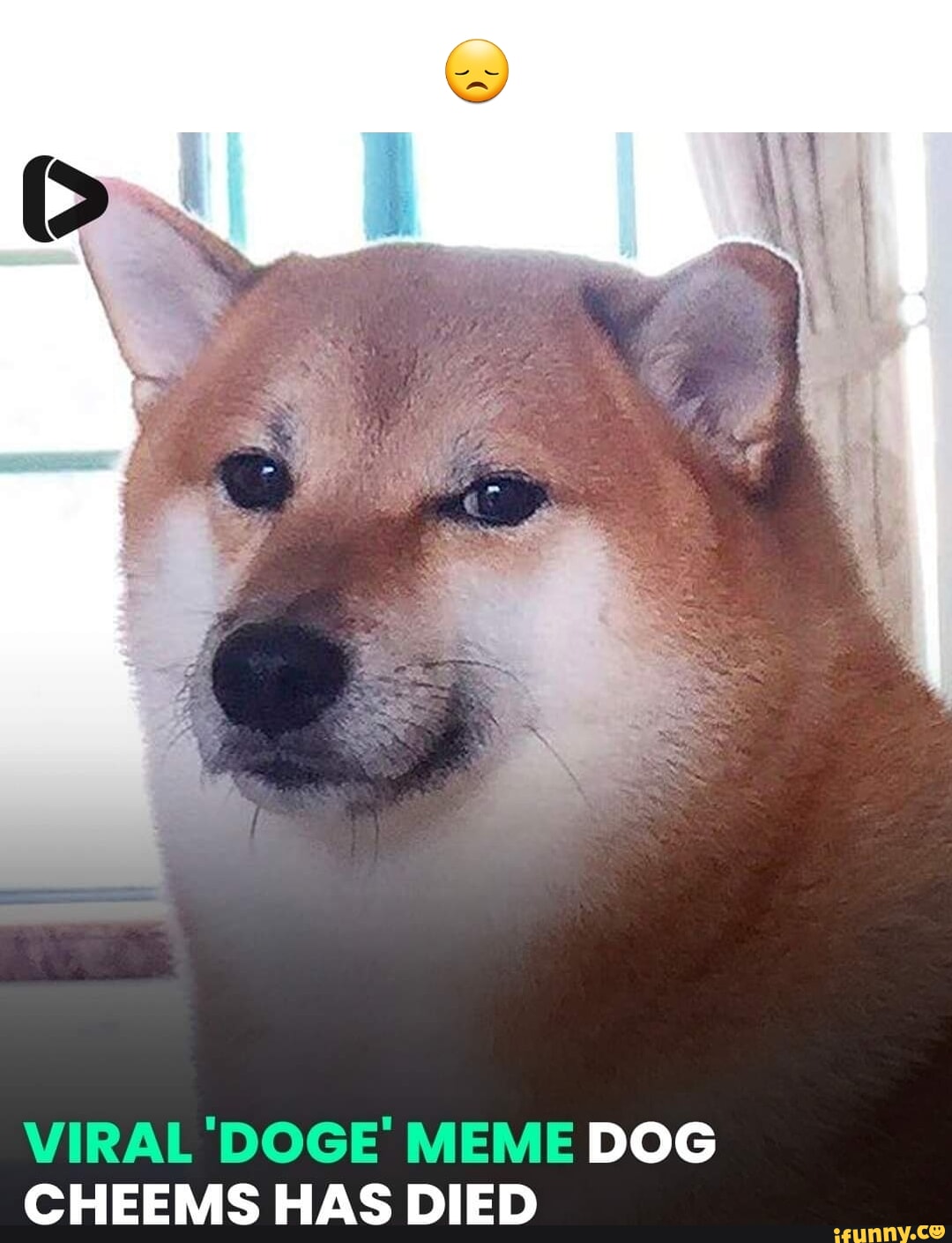 VIRAL DOGE' MEME DOG CHEEMS HAS DIED - iFunny