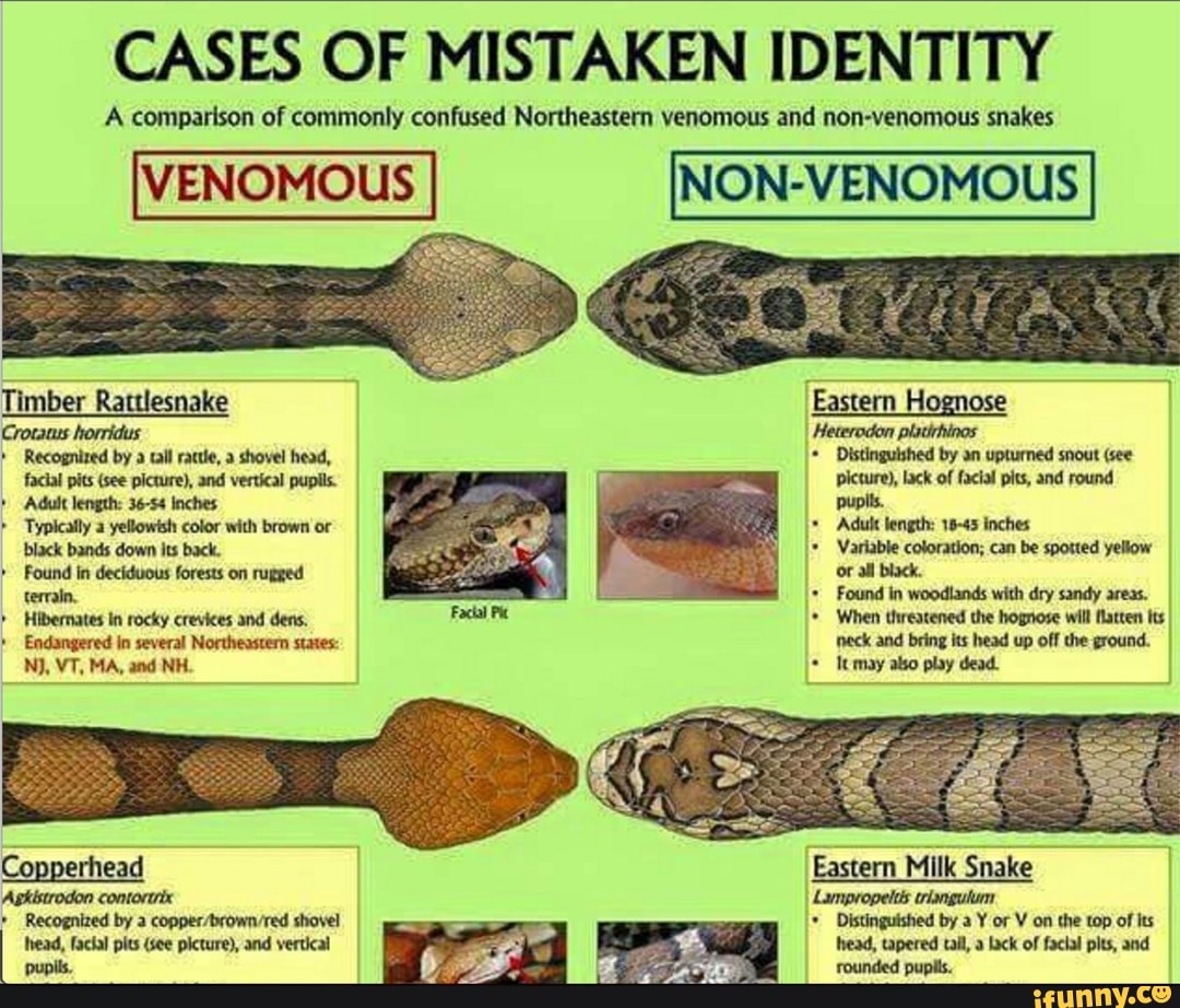 CASES OF MISTAKEN IDENTITY A Comparison Of Commonly Confused ...