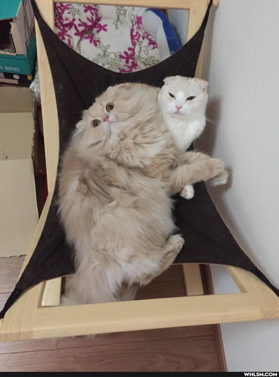 cat, cats, scottish_fold