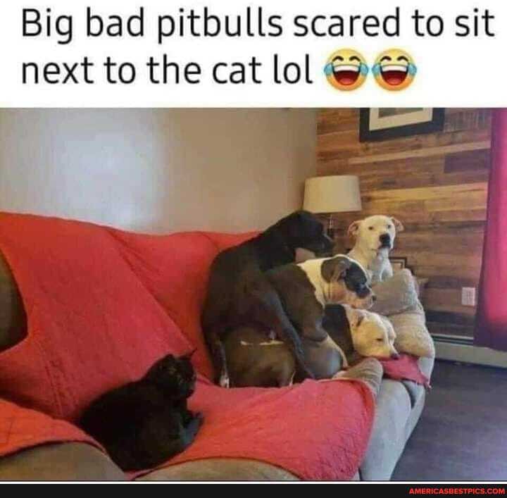Big bad pitbulls scared to sit next to the cat lol