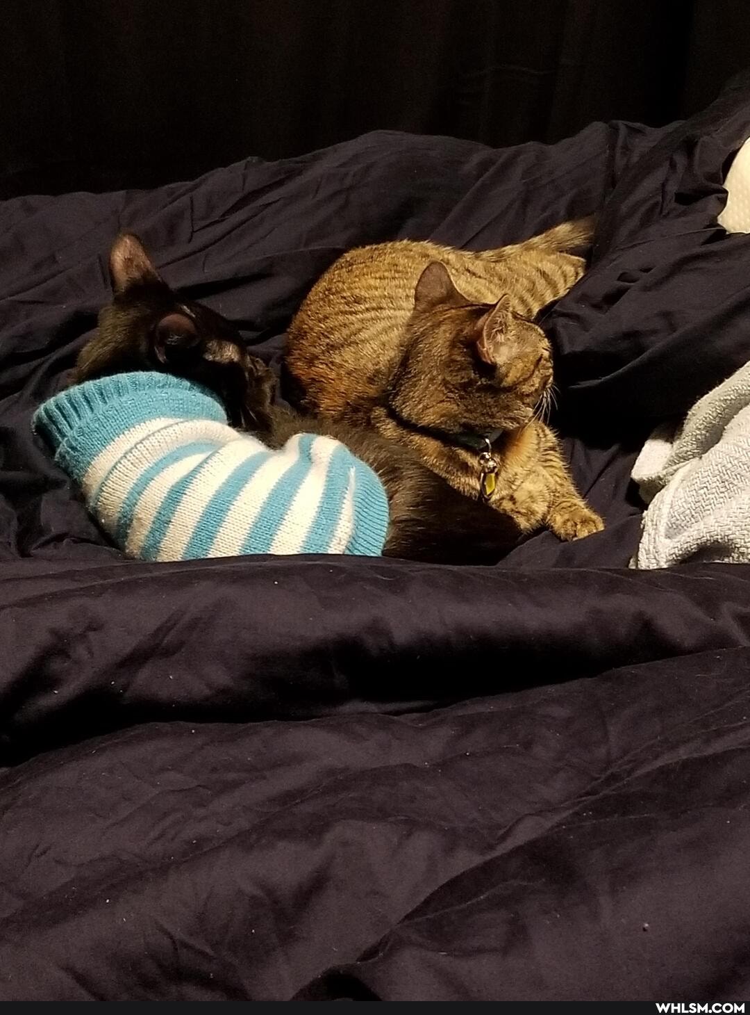 cat, aww, kitten