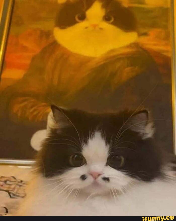 Persian_cat memes. Best Collection of funny Persian_cat pictures on iFunny