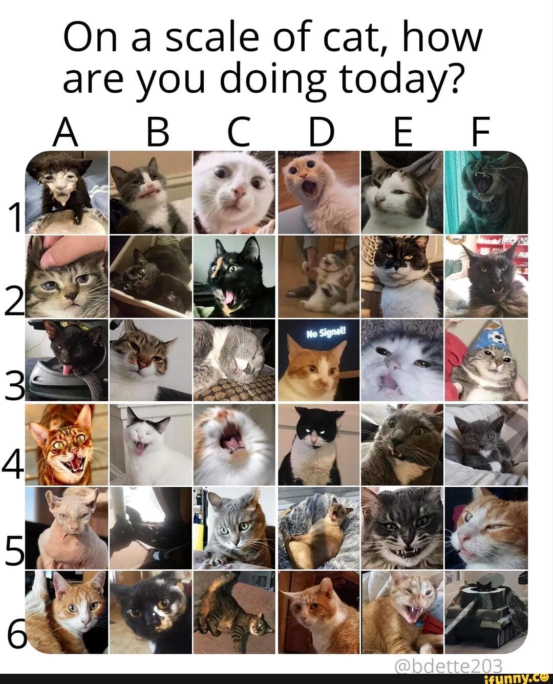 On a scale of cat, how are you doing today? A BC DE F iFunny