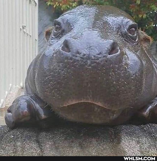 aww, baby_animals, hippopotamus, baby_hippo