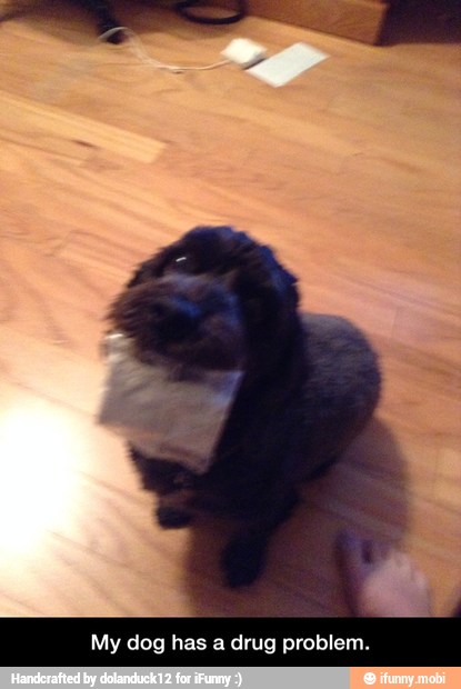 My dog has a drug problem. - My dog has a drug problem.