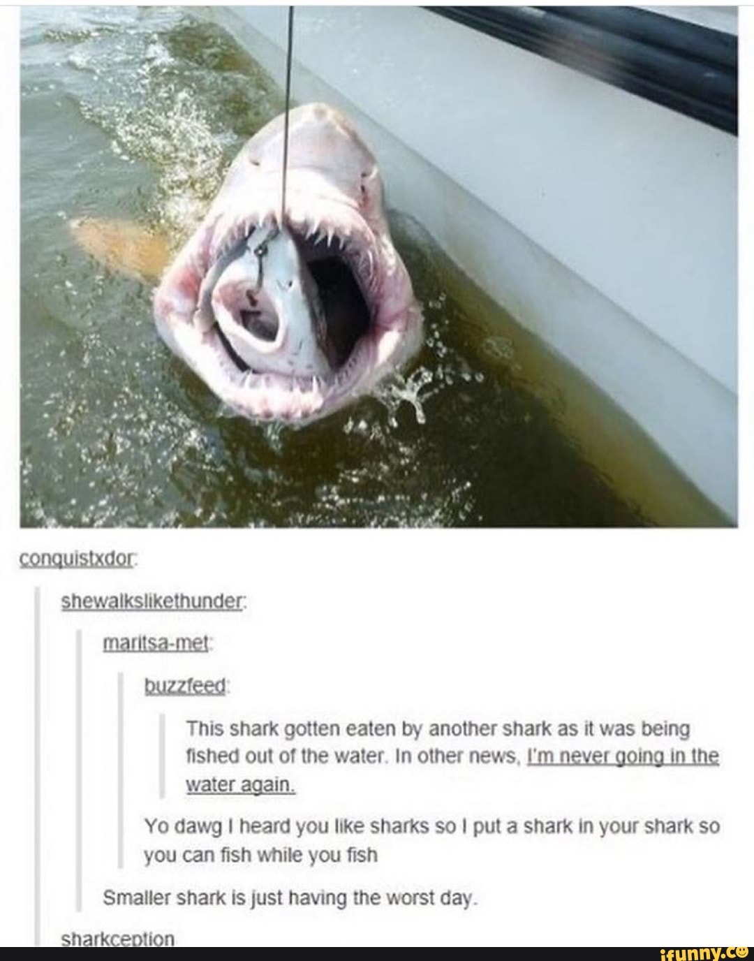 I fish перевод. Шутки про акул. Смешные анекдоты с акулами. Цитаты про акул. Акула прикол.