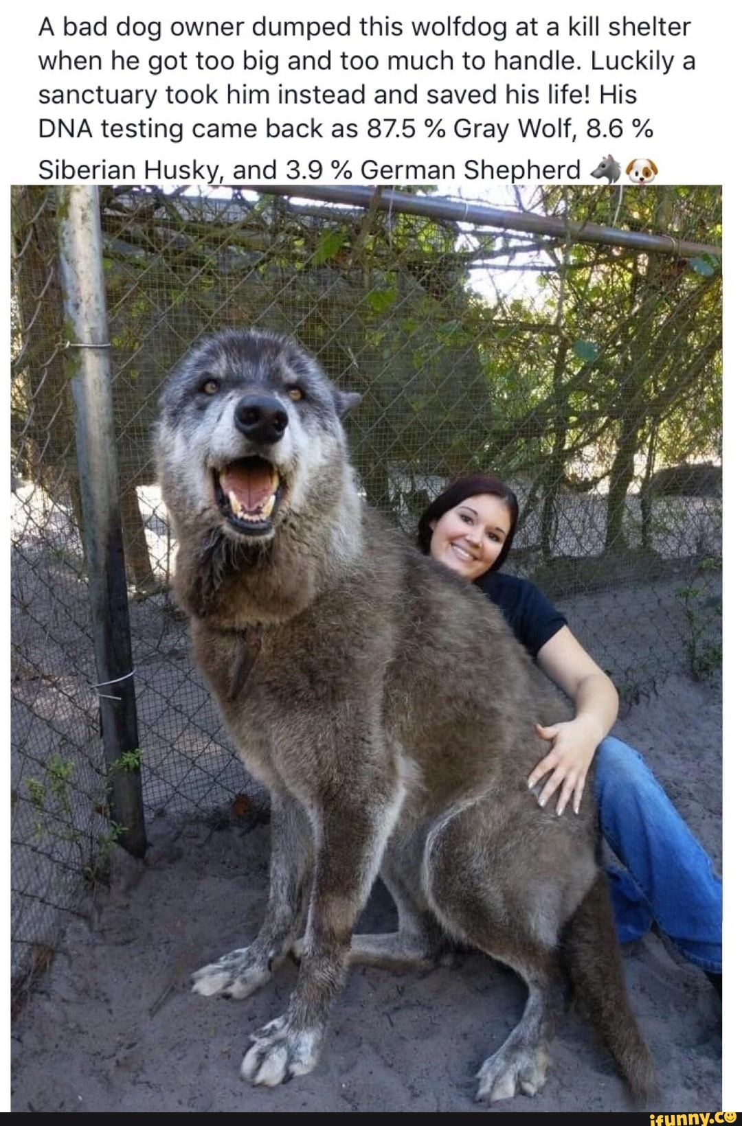 how much is a wolf dog