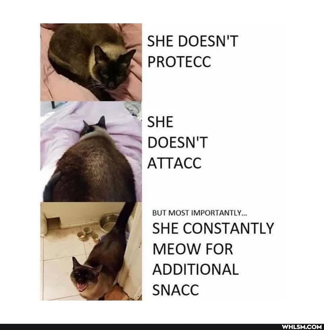 SHE DOESN'T PROTECC
SHE
DOESN'T ATTACC
BUT MOST IMPORTANTLY...
SHE CONSTANTLY I MEOW FOR ADDITIONAL
SNACC