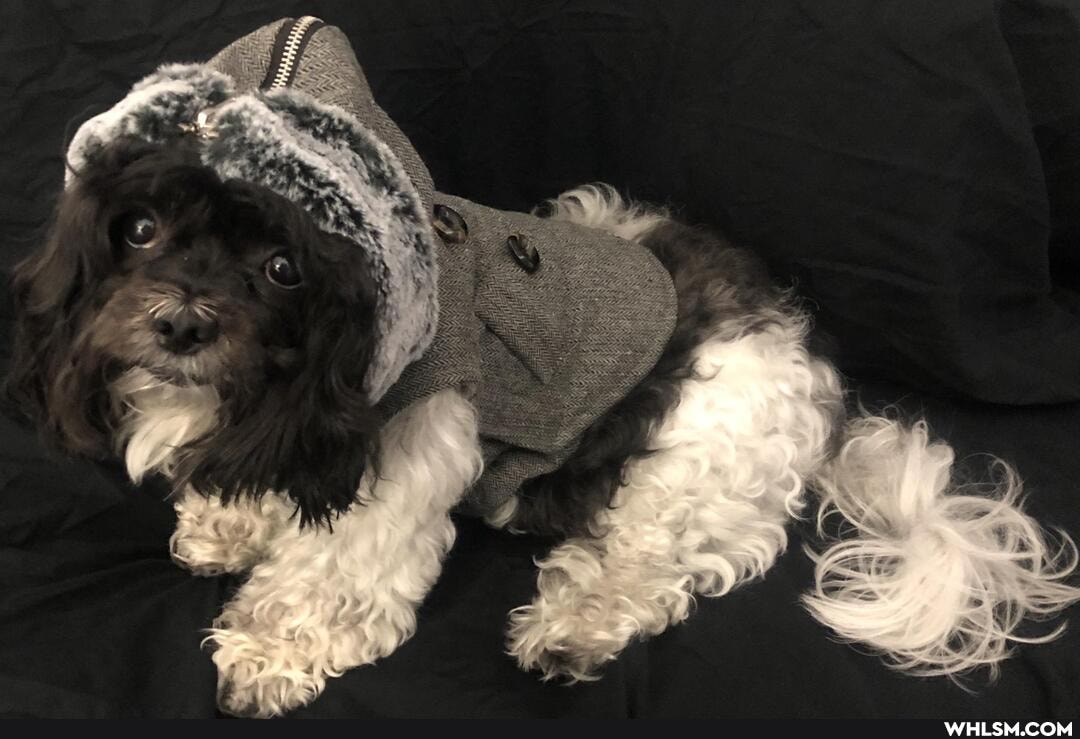funny, aww, doggo