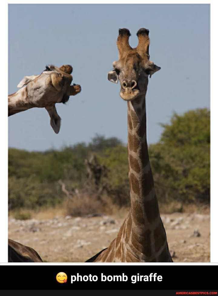 photo bomb giraffe - 😋 photo bomb giraffe