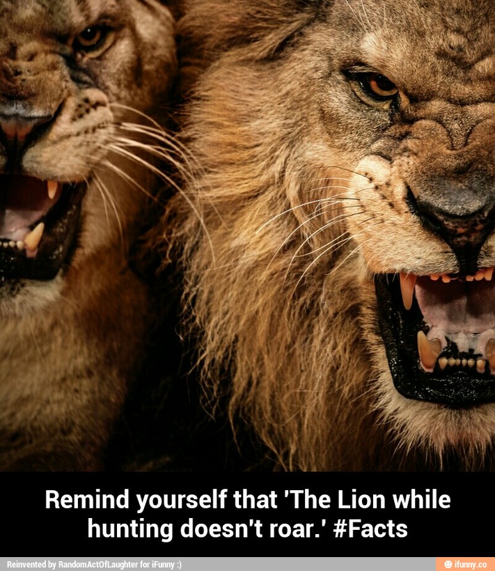 Remind yourself that 'The Lion while hunting doesn't roar.’ #Facts ...