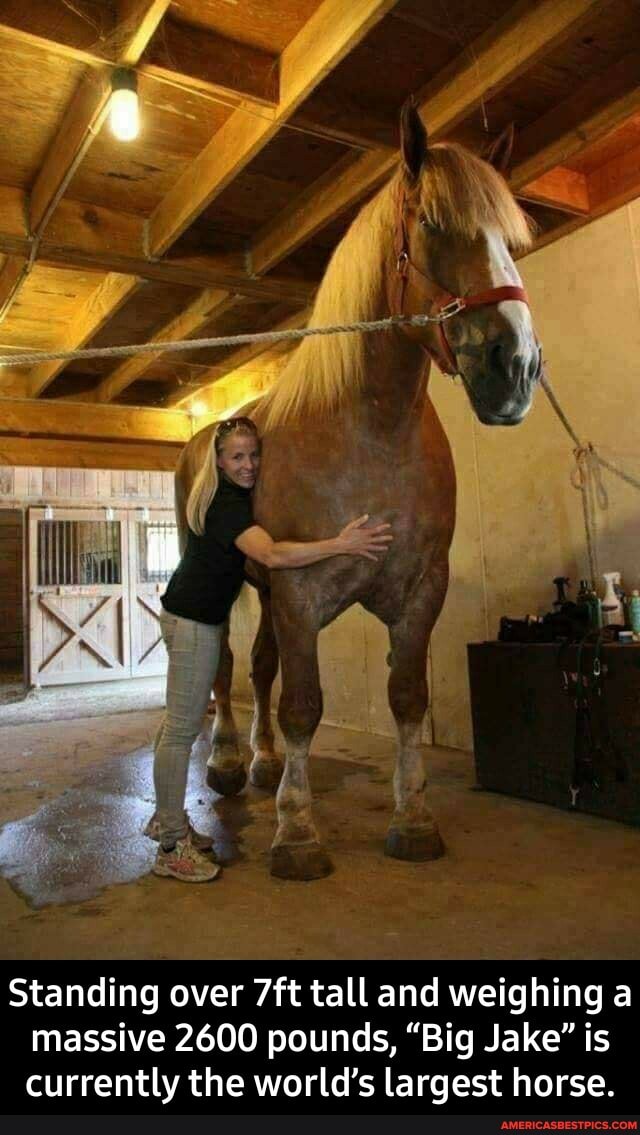Standing over tall and weighing a massive 2600 pounds, "Big Jake" is currently the world's largest horse. - Standing over 7ft tall and weighing a massive 2600 pounds, “Big Jake” is currently the world’s largest horse.