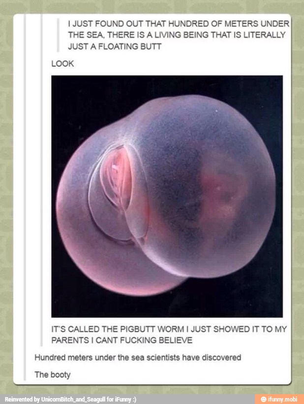 JUST FOUND OUT THAT HUNDRED OF METERS UNDER
JUST A FLOATING BUTT
LOOK
IT'S CALLED THE PIGBUTT WORM I JUST SHOWED IT TO MY
PARENTS I CANT FUCKING BELIEVE
Hundred meters under the sea scientists have discovered