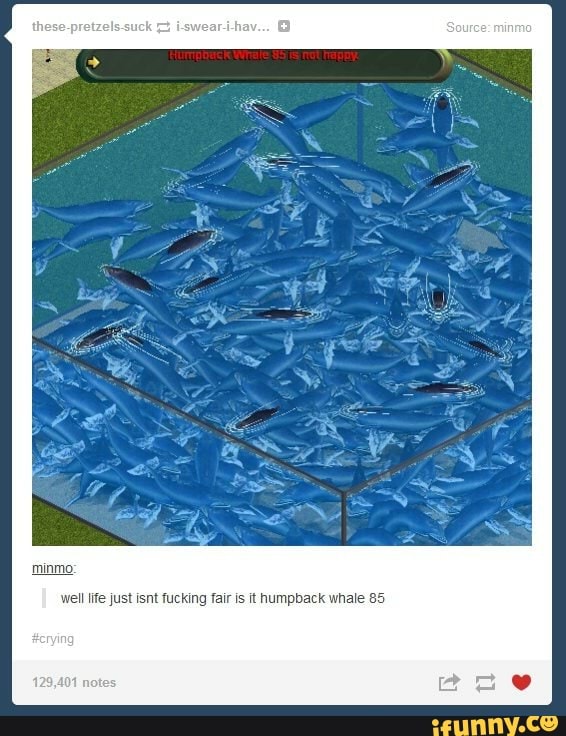 minmo:
well life just isnt fucking fair is it humpback whale 85