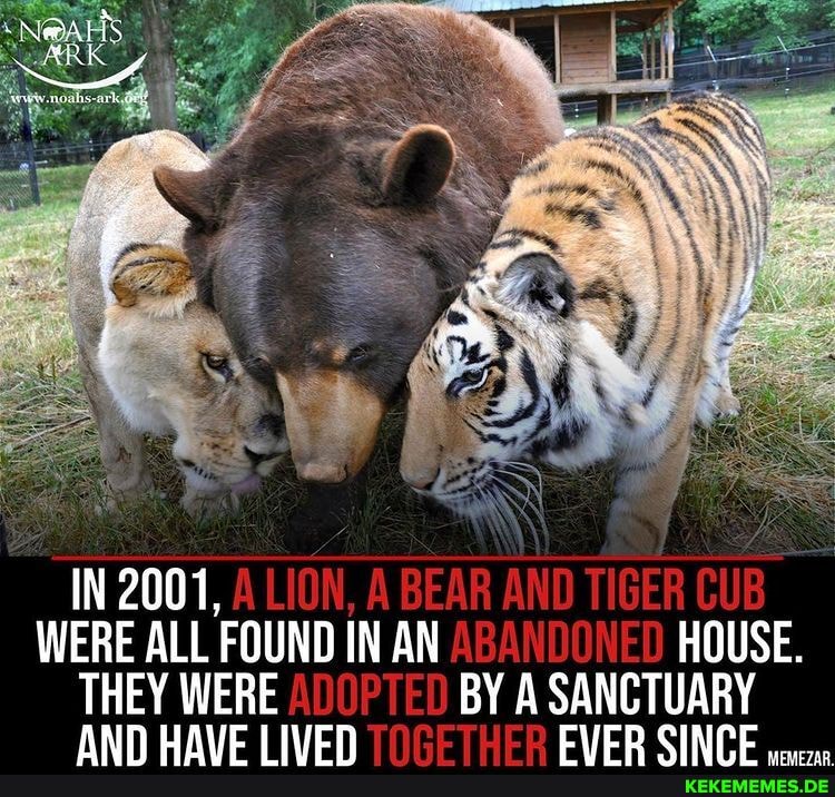 IN 2001, WERE ALL FOUND IN AN ABANDONED HOUSE. THEY WERE ADOPTED BY A SANCTUARY 
