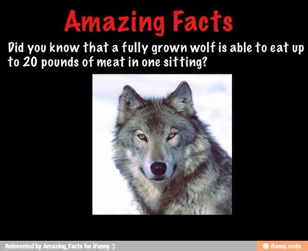 Did you know that a fully grown wolf is able to eat up to 20 pounds of