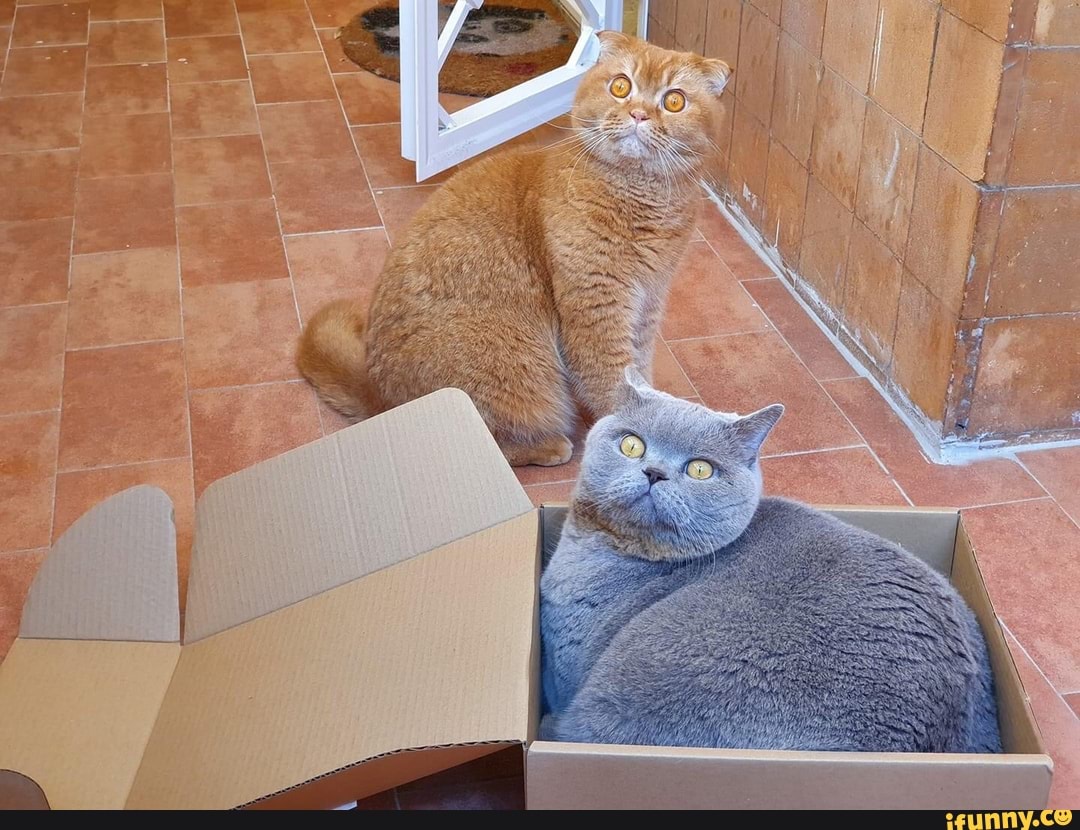 funny, cute, cat, animals, beautiful