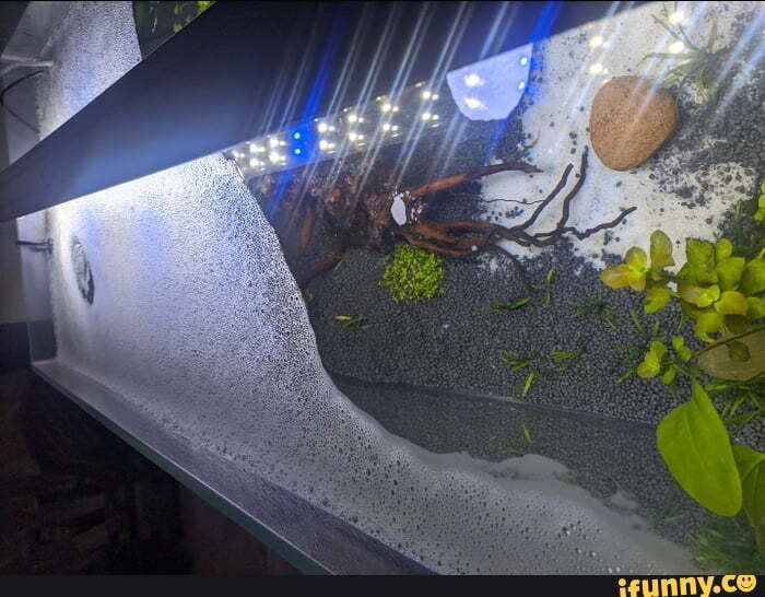 Aquascaping memes. Best Collection of funny Aquascaping pictures on iFunny