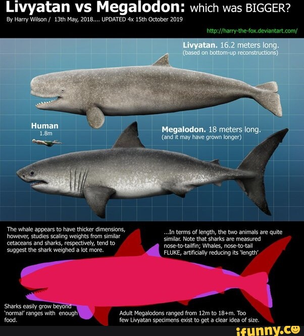 Livyatan vs Megalodon: which was BIGGER? By Harry Wilson / 13th May ...