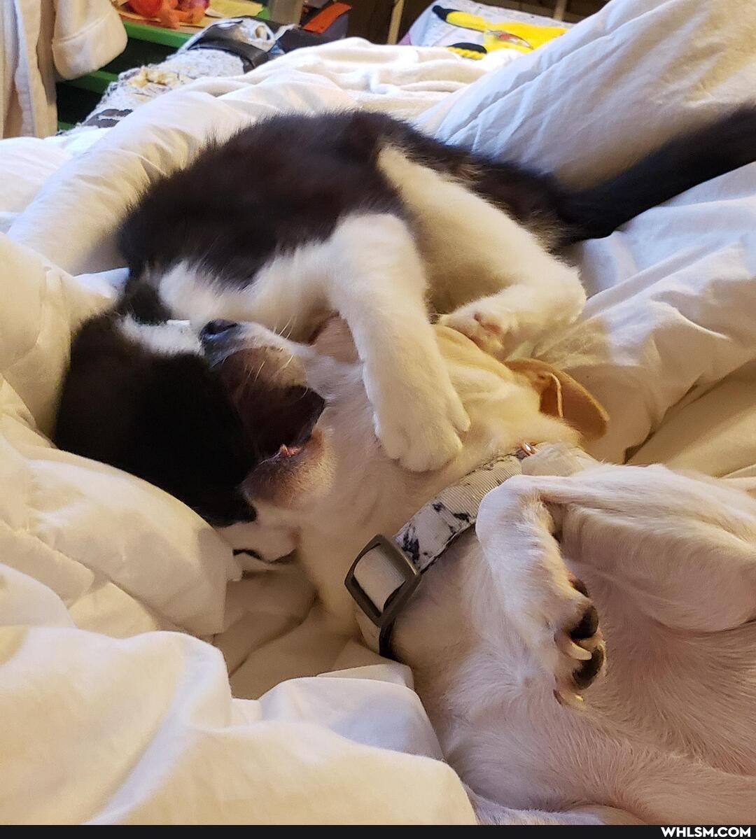cats, dogs, aww