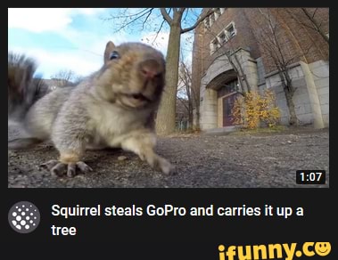 Squirrel steals GoPro and carries it up a