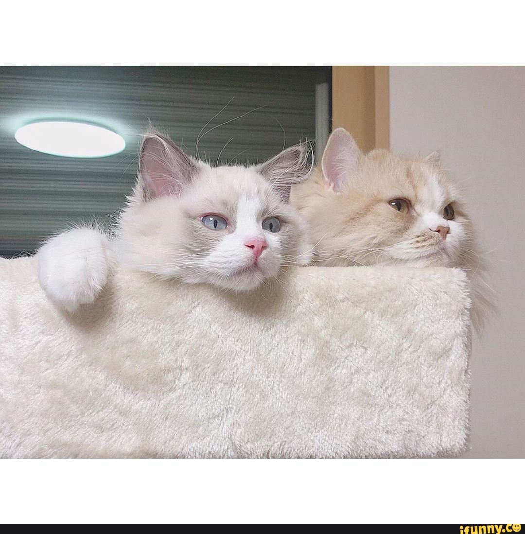 animals, kittens, reaction, toys, meow