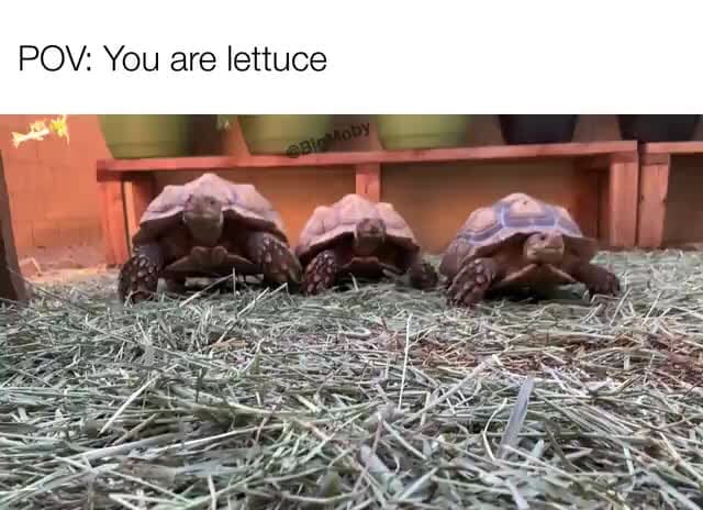 POV: You are lettuce