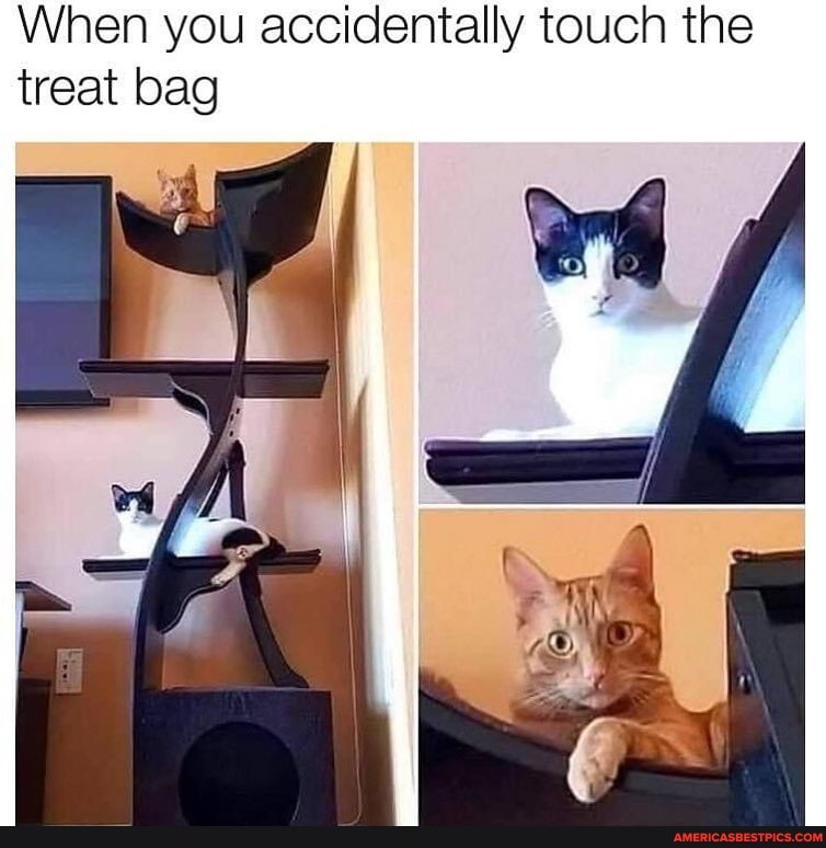 When you accidentally touch the treat bag