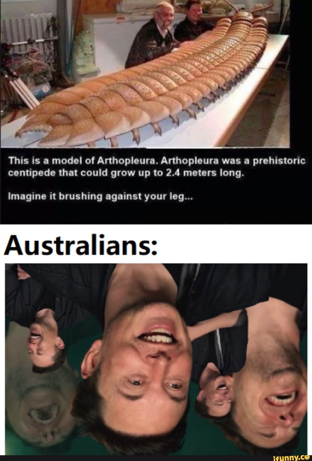 This is a model of Arthopleura. Arthopleura was a prehistoric
centipede that could grow up to 2.4 meters long.
Imagine it brushing against your leg...