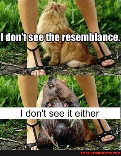 Idont see the resemhlance,