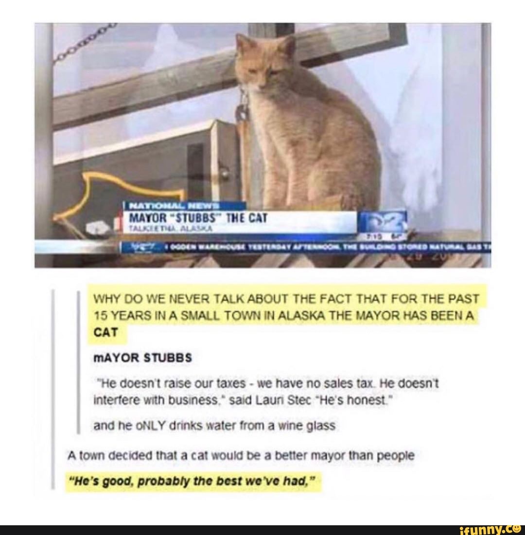 WHY DO WE NEVER TALK ABOUT ÍHE FACT THAT FOR THE PAST
,
15YEARSINASMALLTOWNINALASKATHEMAYORHASBEENA
CAT
MAYOR 810888
'Heooesnlralseourtaxes-wehavenosalestax Hedoesm
Inlenere wan busness “ said Laun Slec 'He's honest '
and he ONLY dunks walev from a wme glass