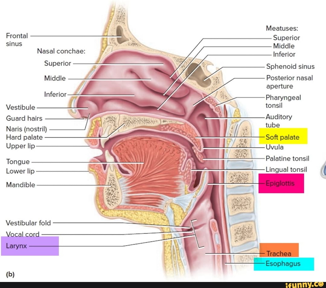 meatuses-frontal-superior-sinus-middle-nasal-conchae-inferior