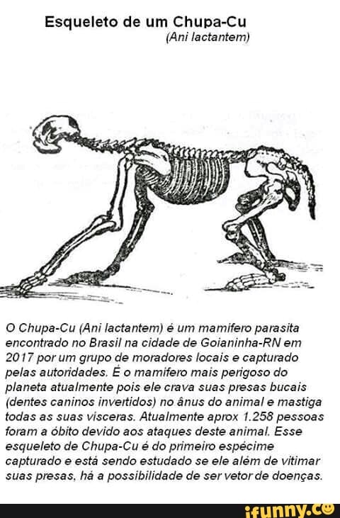 Esqueleto de um Chupa-Cu
(Ani lactantem)
O Chupa-Cu (Ani lactantem) é um mamifero parasita
encontrado no Brasil na cidade de Goianinha-RN em
2017 por um grupo de moradores locais e capturado
pelas autoridades. É o mamifero mais perigoso do
planeta atualmente pois ele crava suas presas bucais
(dentes caninos invertidos) no ânus do animal e mastiga
todas as suas visceras. Atualmente aprox 1.258 pessoas
foram a óbito devido aos ataques deste animal, Esse
esqueleto de Chupa-Cu é do primeiro espécime
capturado e está sendo estudado se ele além de vitimar
suas presas, há a possibilidade de ser vetor de doenças.
