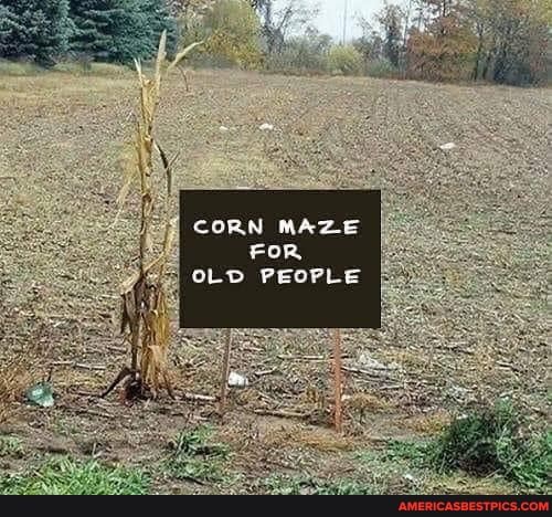 CORN MAZE
FOR OLD PEOPLE