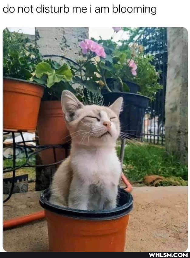 do not disturb me i am blooming