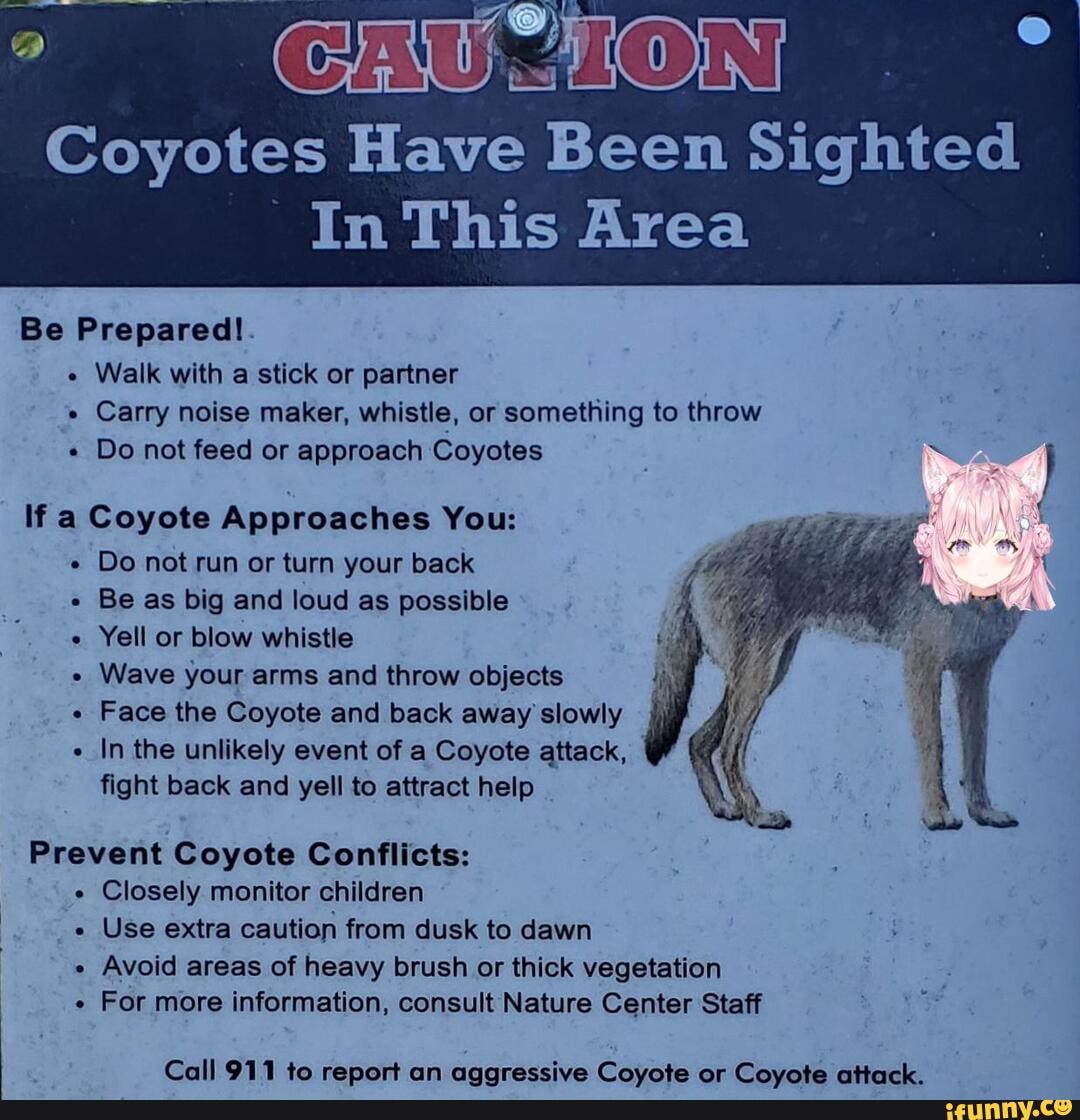 Coyotes Have Been Sighted In This Area Be Prepared!. Walk with a stick