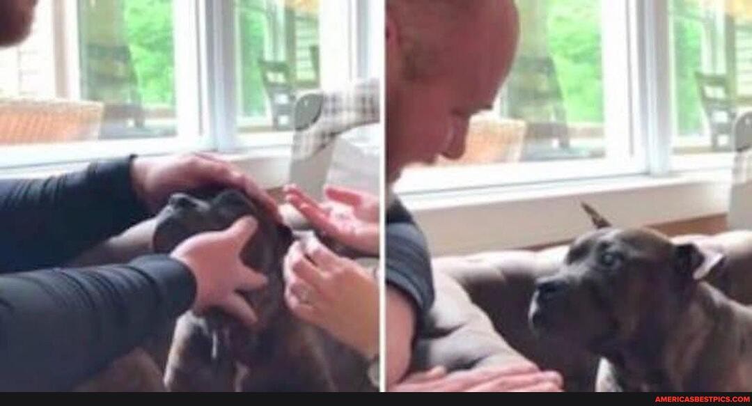 blind, senior, pit, bull, contain, excitement, dad, puts, new, cont