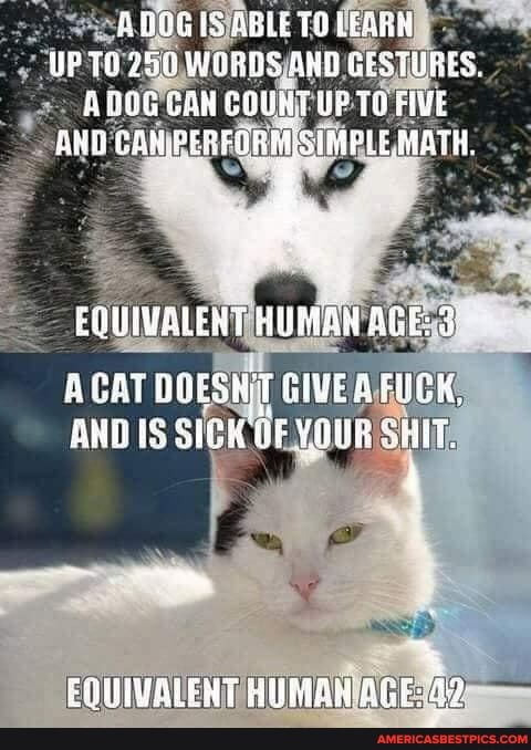IS ABLE TO LEARH UP AND GESTURES,
SAN COURT UF TO FIVE CAN PERFORNSGIMPLE MATH.
EQUIVALENT HUMAN AGE:
GAT DOES GIVE A AIGK,
IS SUR OF YOUR SHIT.
EQUIVALENT HUMAW AGE: