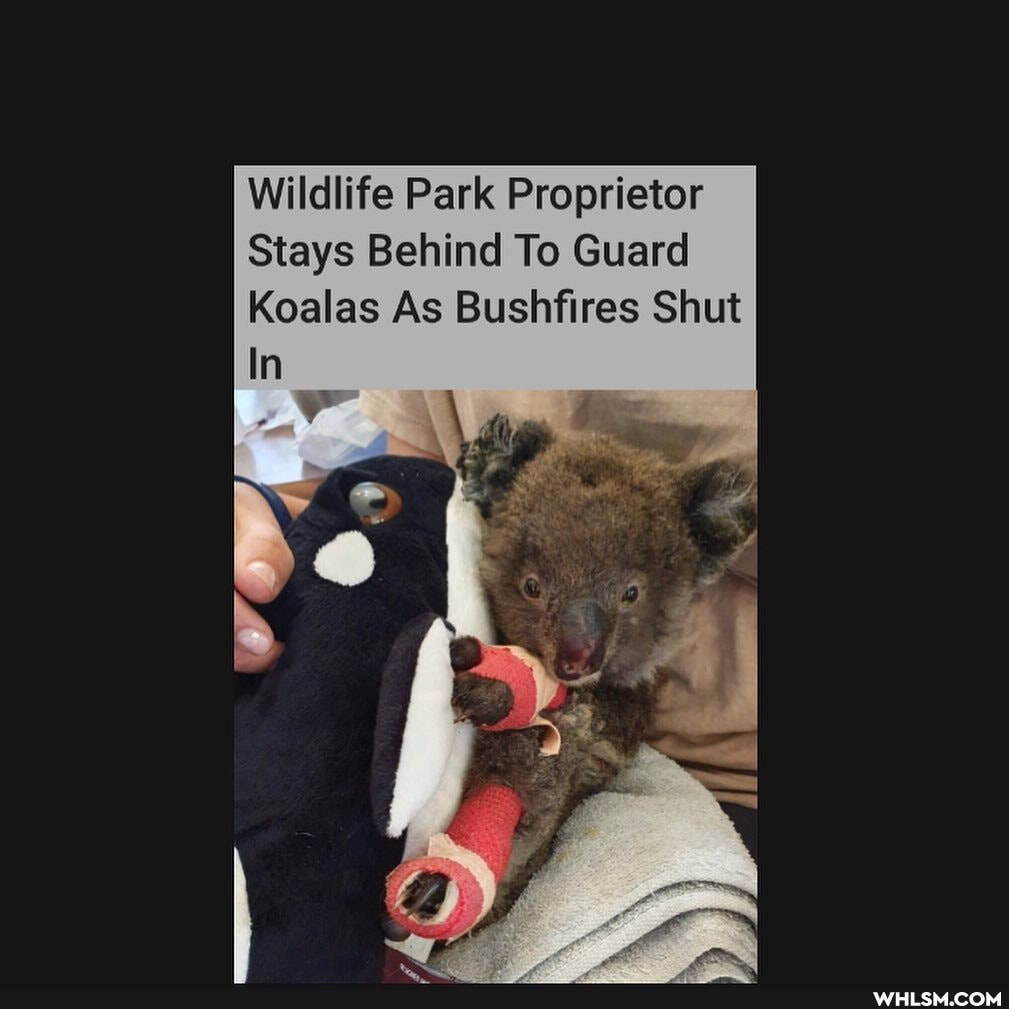 Wildlife Park Proprietor
Stays Behind To Guard
Koalas As Bushfires Shut
In