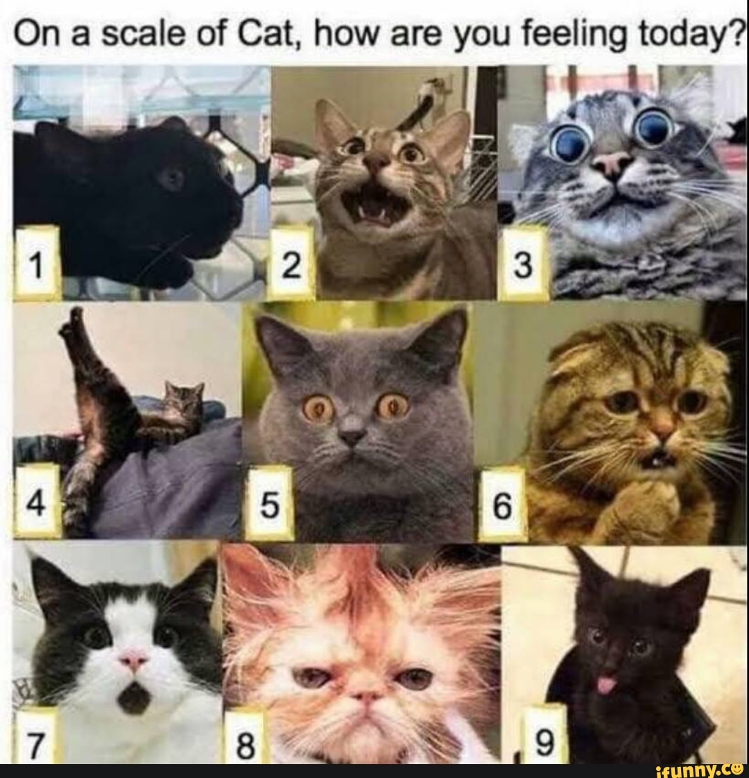 On A Scale Of Cat How Are You Feeling Today Ifunny