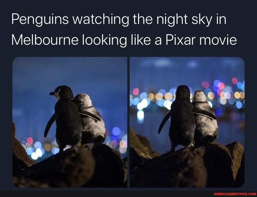 Penguins watching the night sky in
Melbourne looking like a Pixar movie
SS