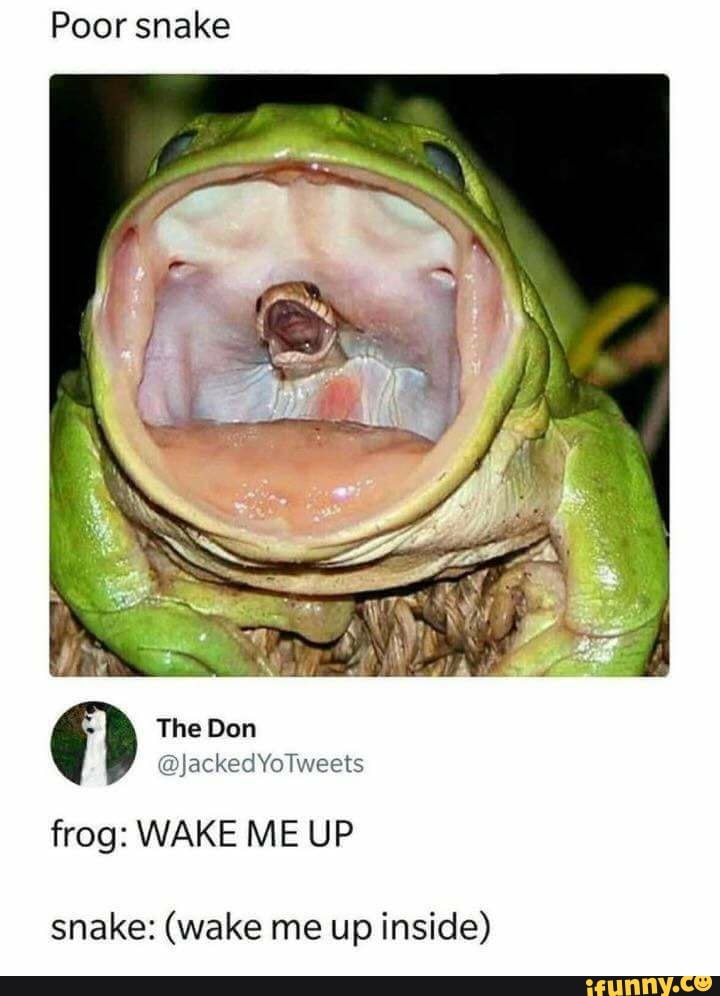 Poor snake The Don far beiee baveets frog: WAKE ME UP snake: (wake me ...