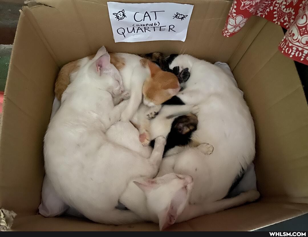 3 CAT
cs es?) R