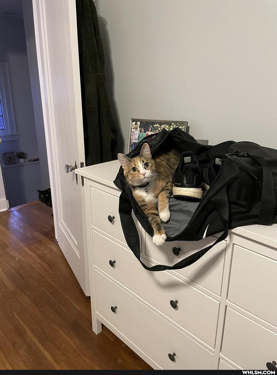 doyouevenliftbro, cat, calico