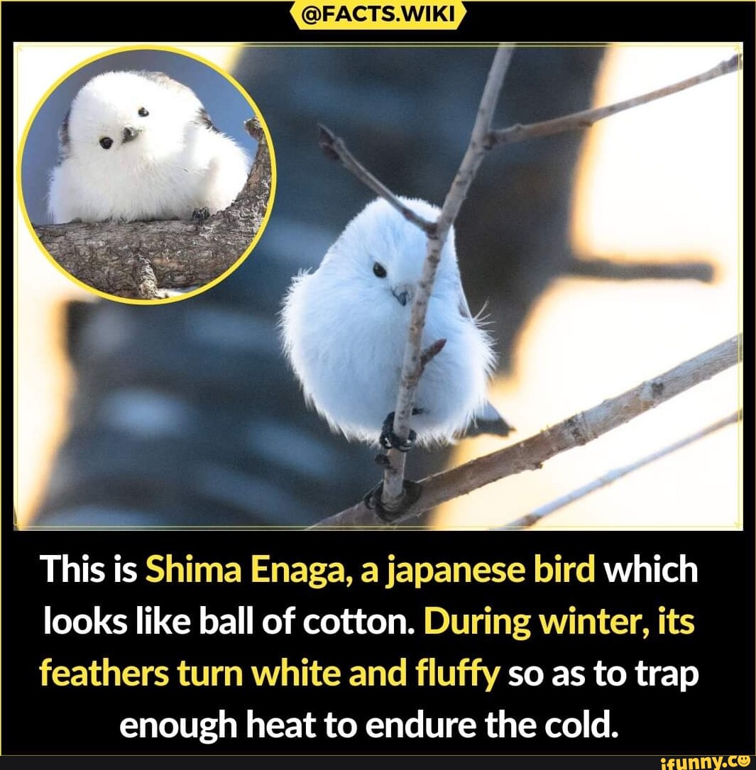 This is Shima Enaga, a japanese bird which looks like ball of cotton ...