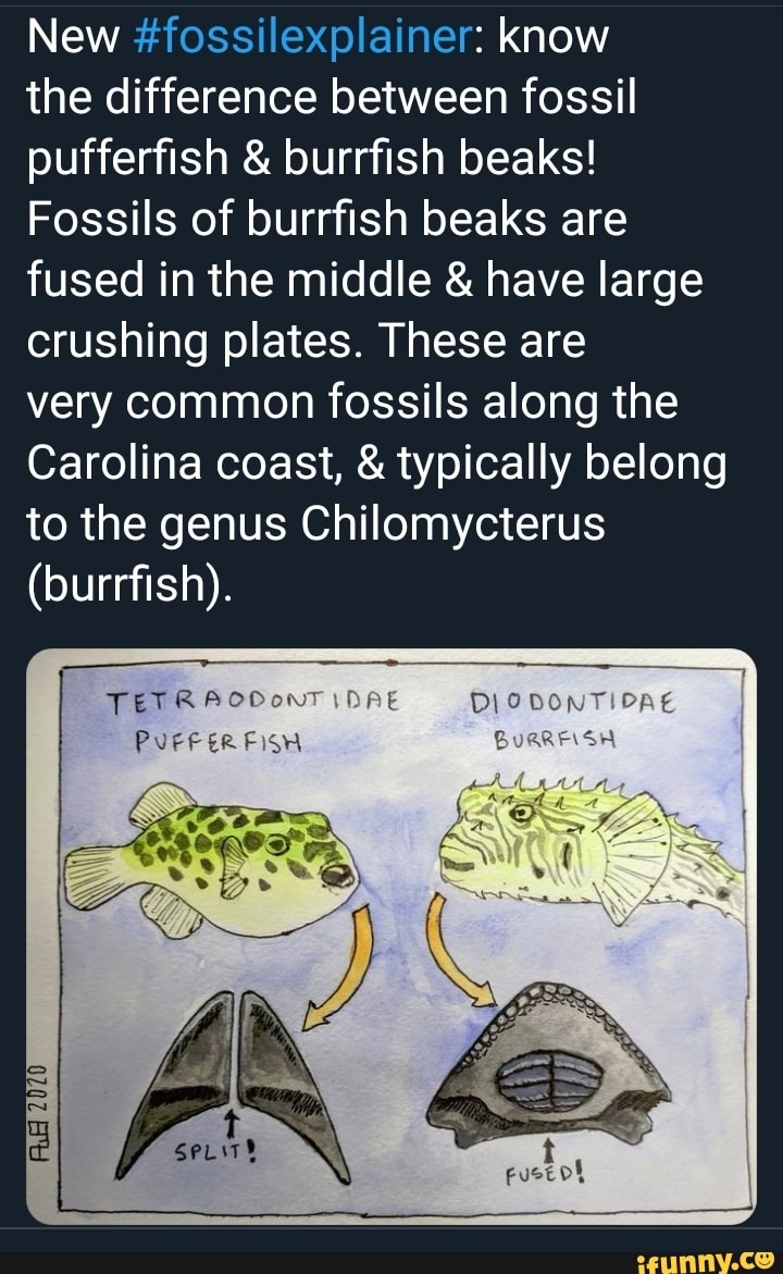 New fossilexplainer know the difference between fossil pufferfish