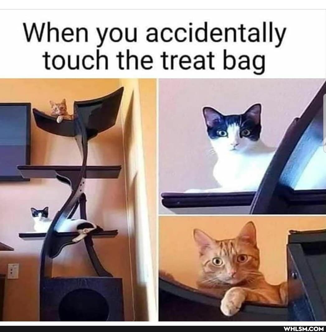 When you accidentally touch the treat bag